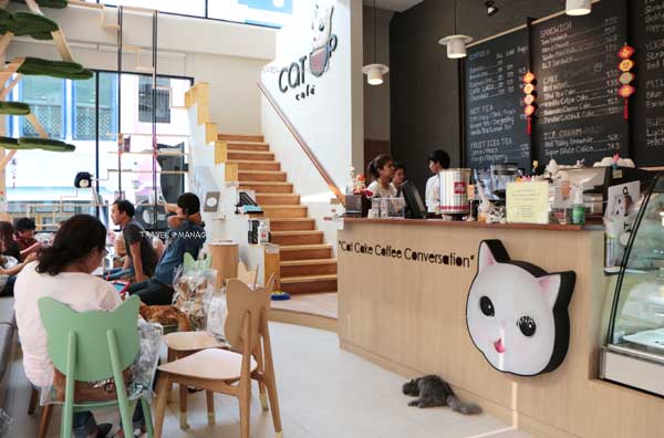  “Cat Up Café” คาเฟ่แมวสุดชิค ฮอตฮิตของทาสเหมียว