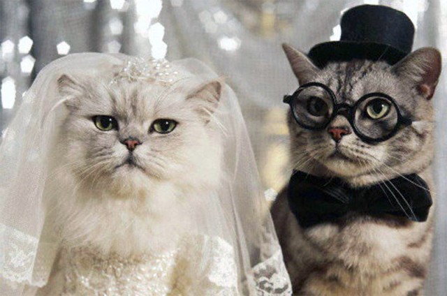 Cat-Wedding-640x424.jpg