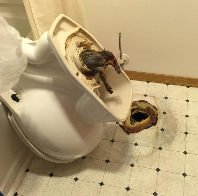 rat stuck in toilet